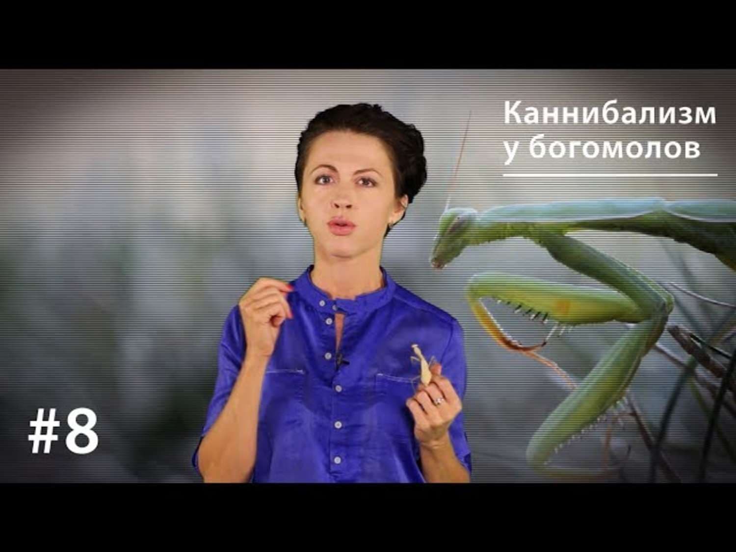 Обложка книги «Каннибализм у богомолов: плата за секс или за бессмертие?» — Евгения Тимонова
