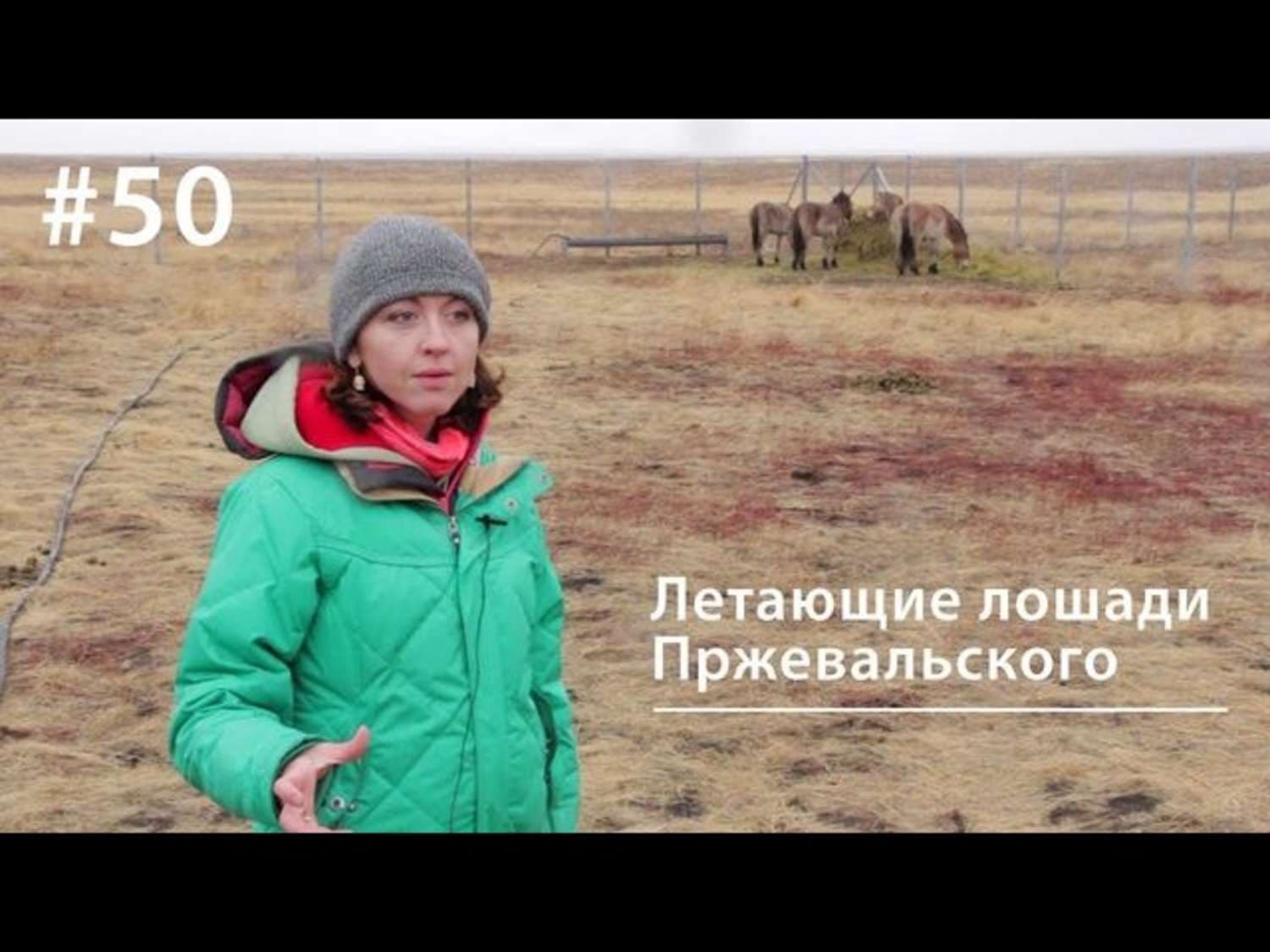 Обложка книги «Летающие лошади Пржевальского» — Евгения Тимонова