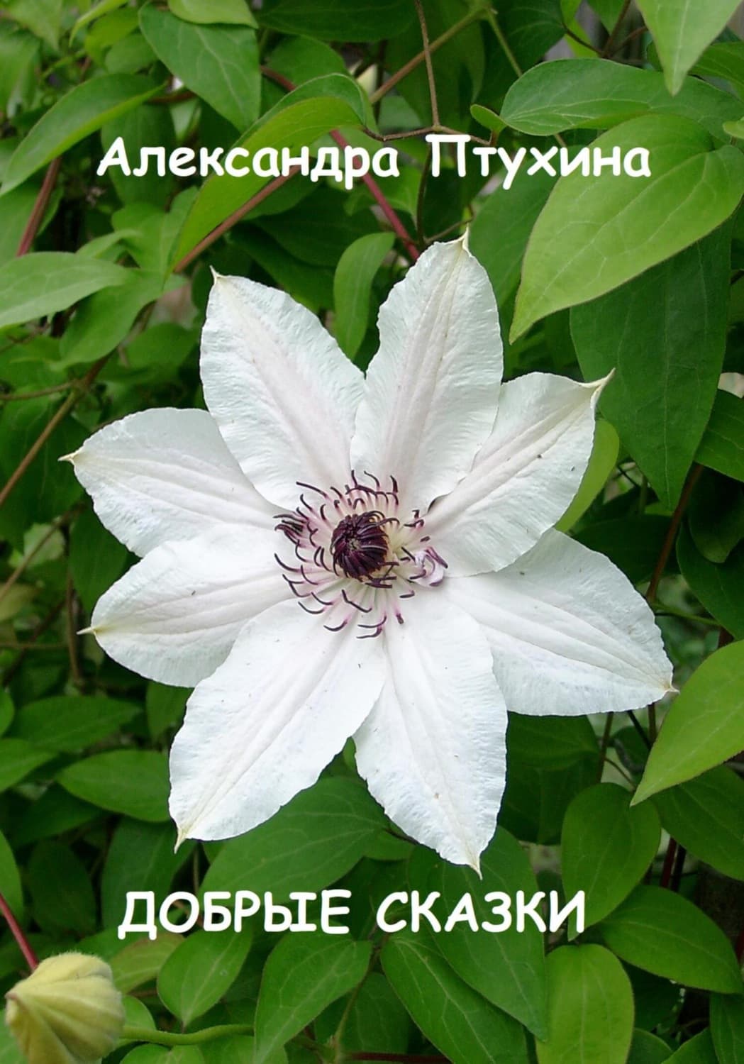 Обложка книги «Добрые сказки» — Александра Птухина