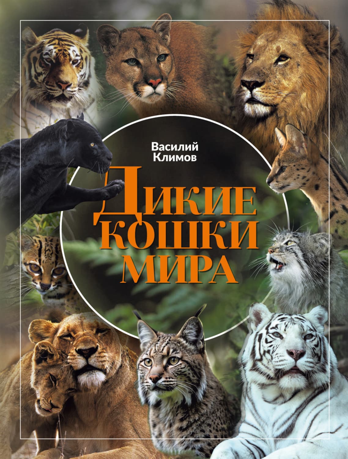 Обложка книги «Дикие кошки мира» — В. С. Климов
