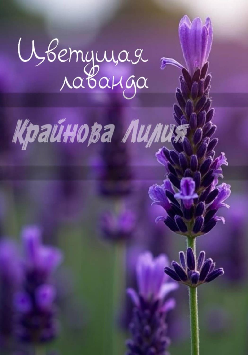 Обложка книги «Цветущая лаванда» — Л. М. Крайнова