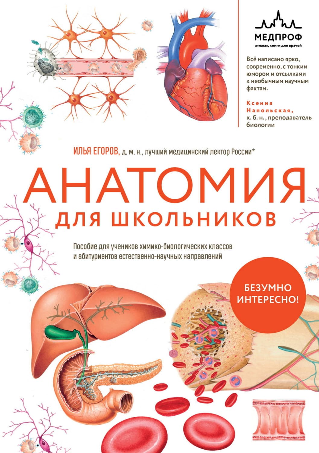 Обложка книги «Анатомия для школьников. Пособие для учеников химико-биологических классов и абитуриентов естественно-научных направлений» — И. В. Егоров